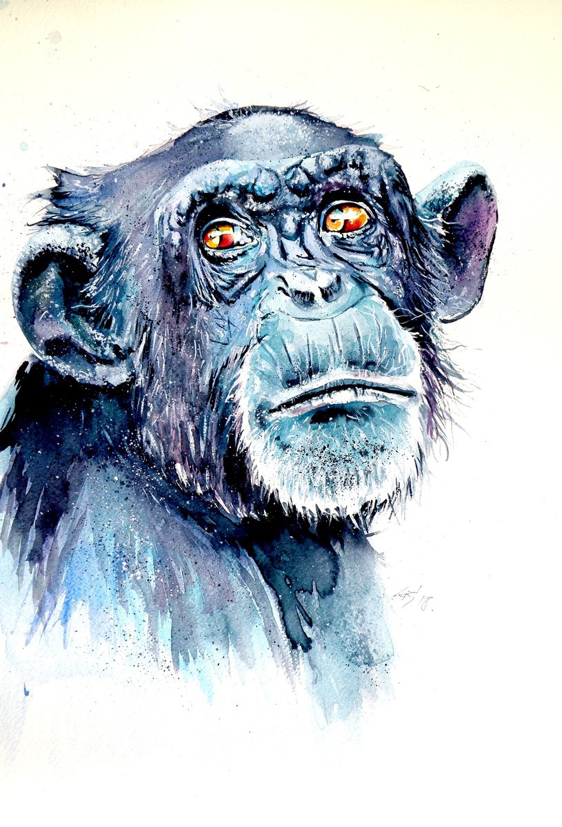Impressionistic Watercolour , Chimpanzee By Kovacs Anna Brigitta, 14 X 20, Artwork For Sale On Artfinder