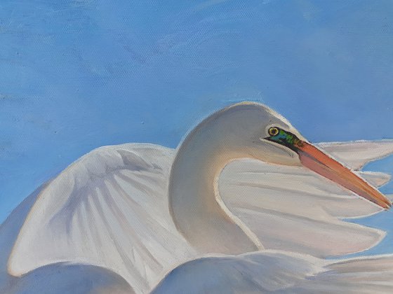 A GREAT WHITE HERON