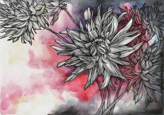 Pink Dahlia