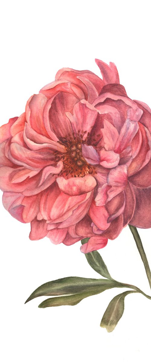 Dance of the Peony by Maryna Boiko