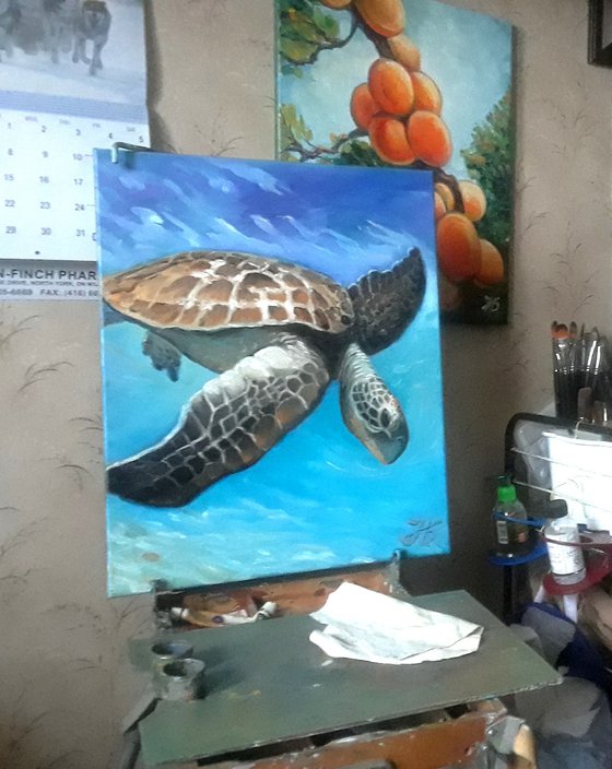 Caribbean Turtle