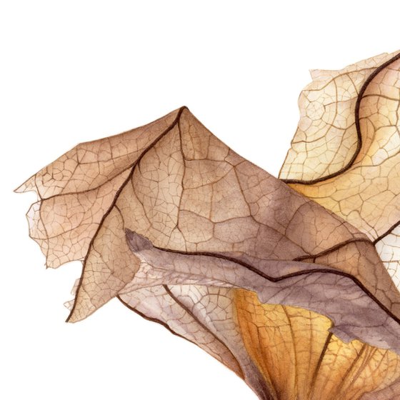 Flying Physalis