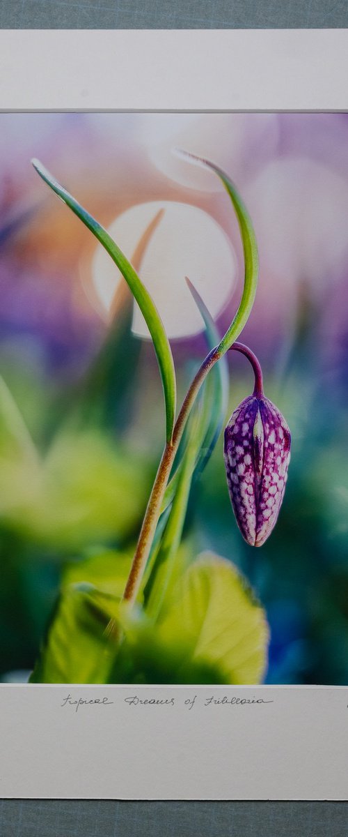 Tropical Dreams of Fritillaria by Inna Etuvgi