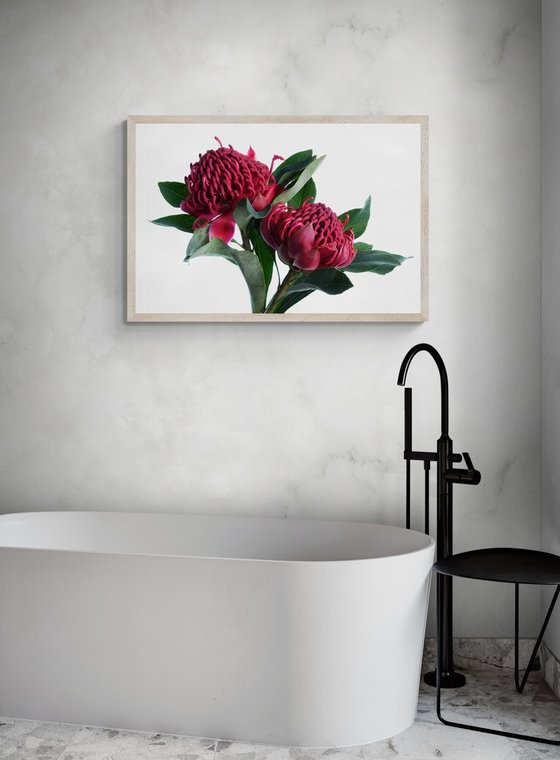 Red Waratahs