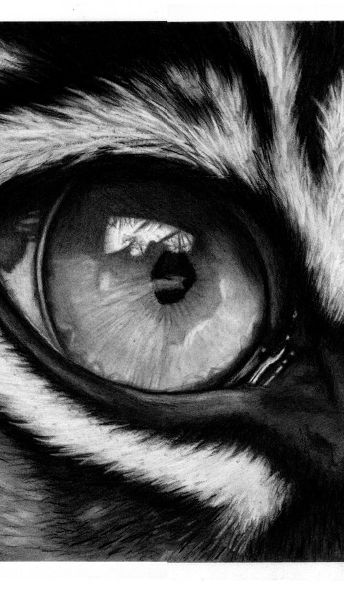 Eye of the Tiger by Sulkers Art