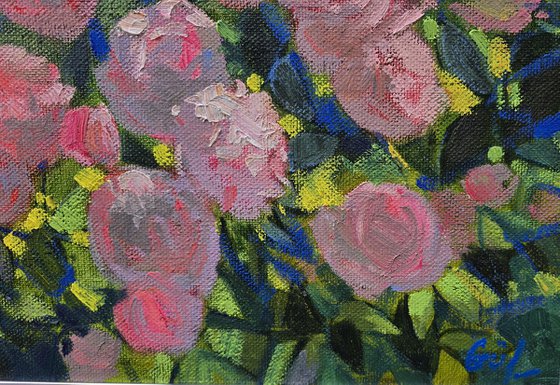 Roses in Bloom