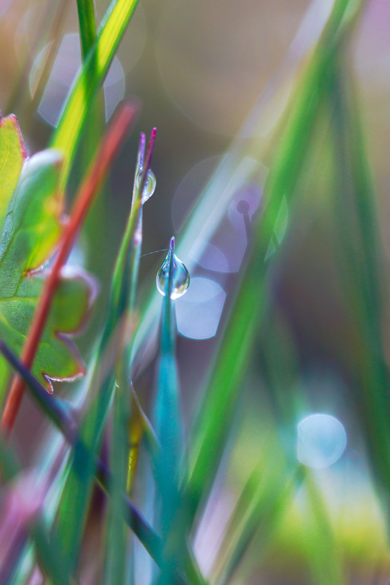 Rainbow walkers - limited edition print of a macro photo of dewdrops in the grass by Inna Etuvgi