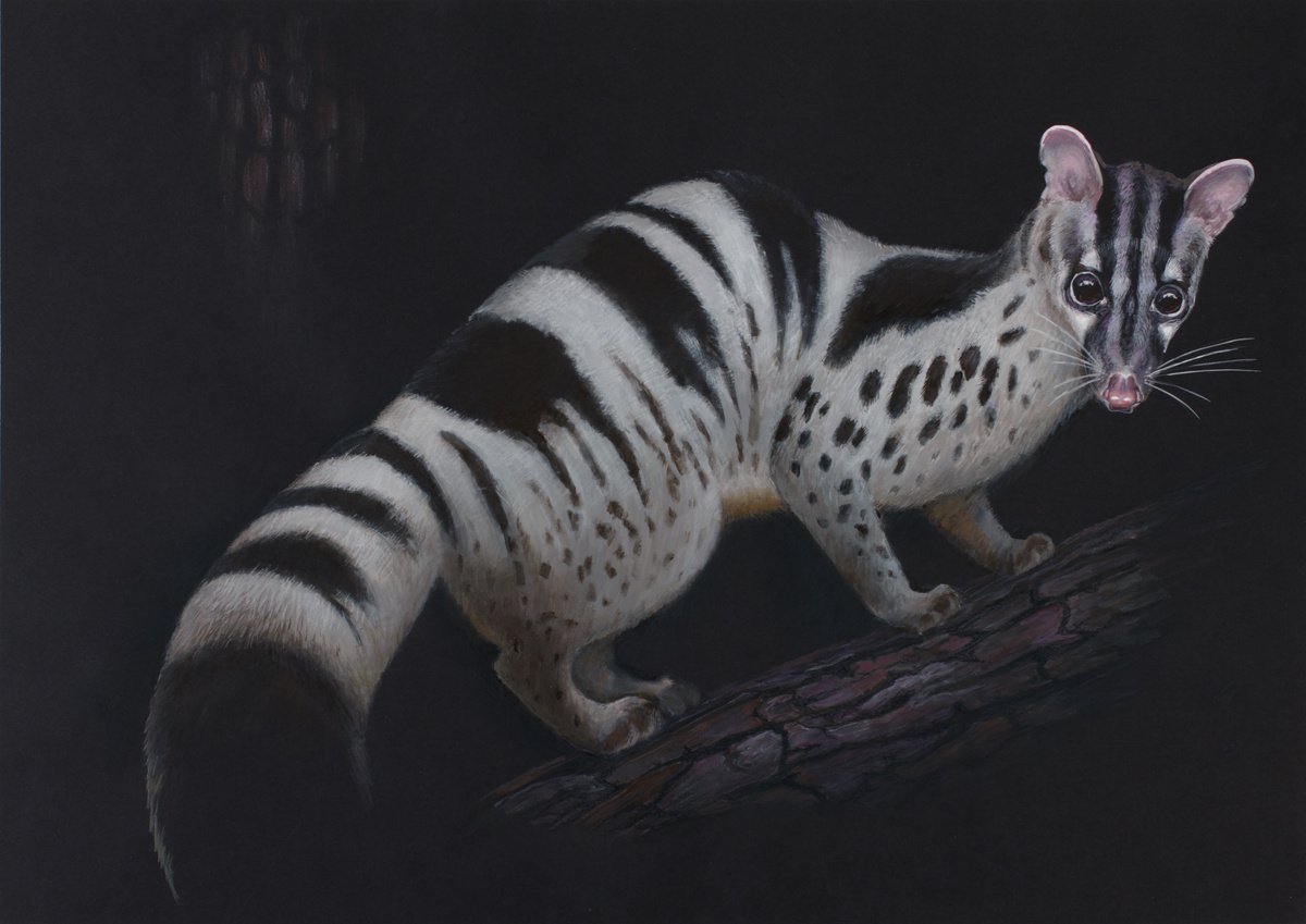Civet by Galina Khandova