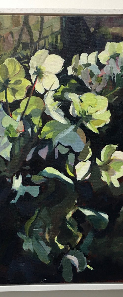 Sunlight on My Hellebores by Lisa Timmerman