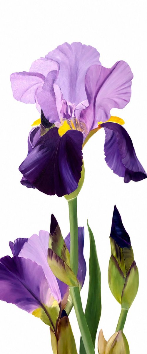 Iris flower spring, garden, botanical by Nataliia Krykun