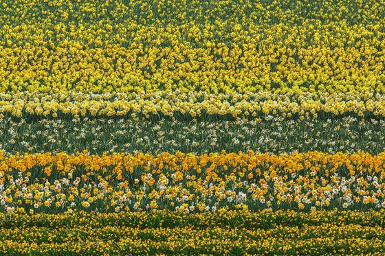 Daffodil Abstract