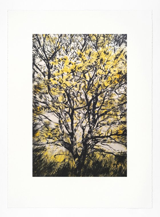 Golden Oak