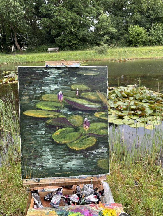 Water Lily Buds