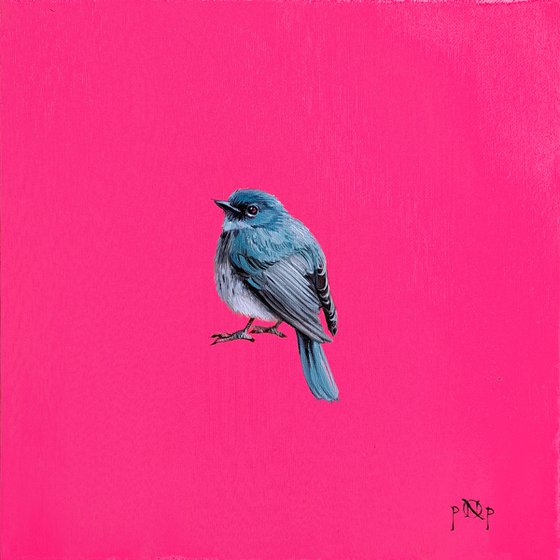 Pink Robin