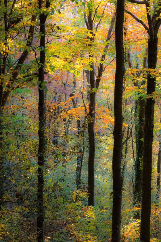 Autumn Beech in Park Wood