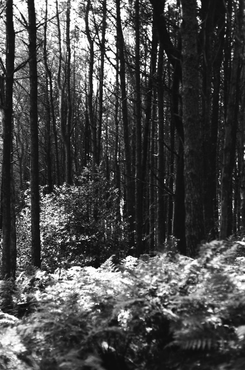 Photorealistic Landscape Photograph By Justice Hyde, 20 X 28", Northern Woods 4 - Unmounted, Original Artwork