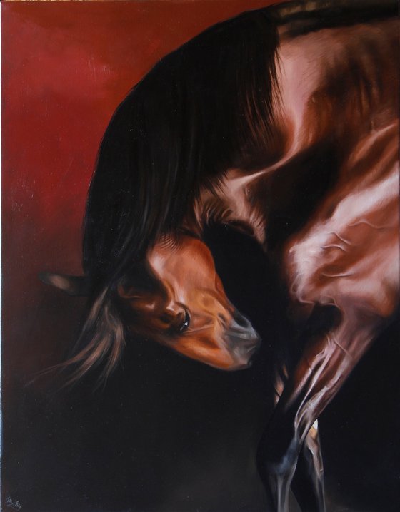 Lusitano stallion in red