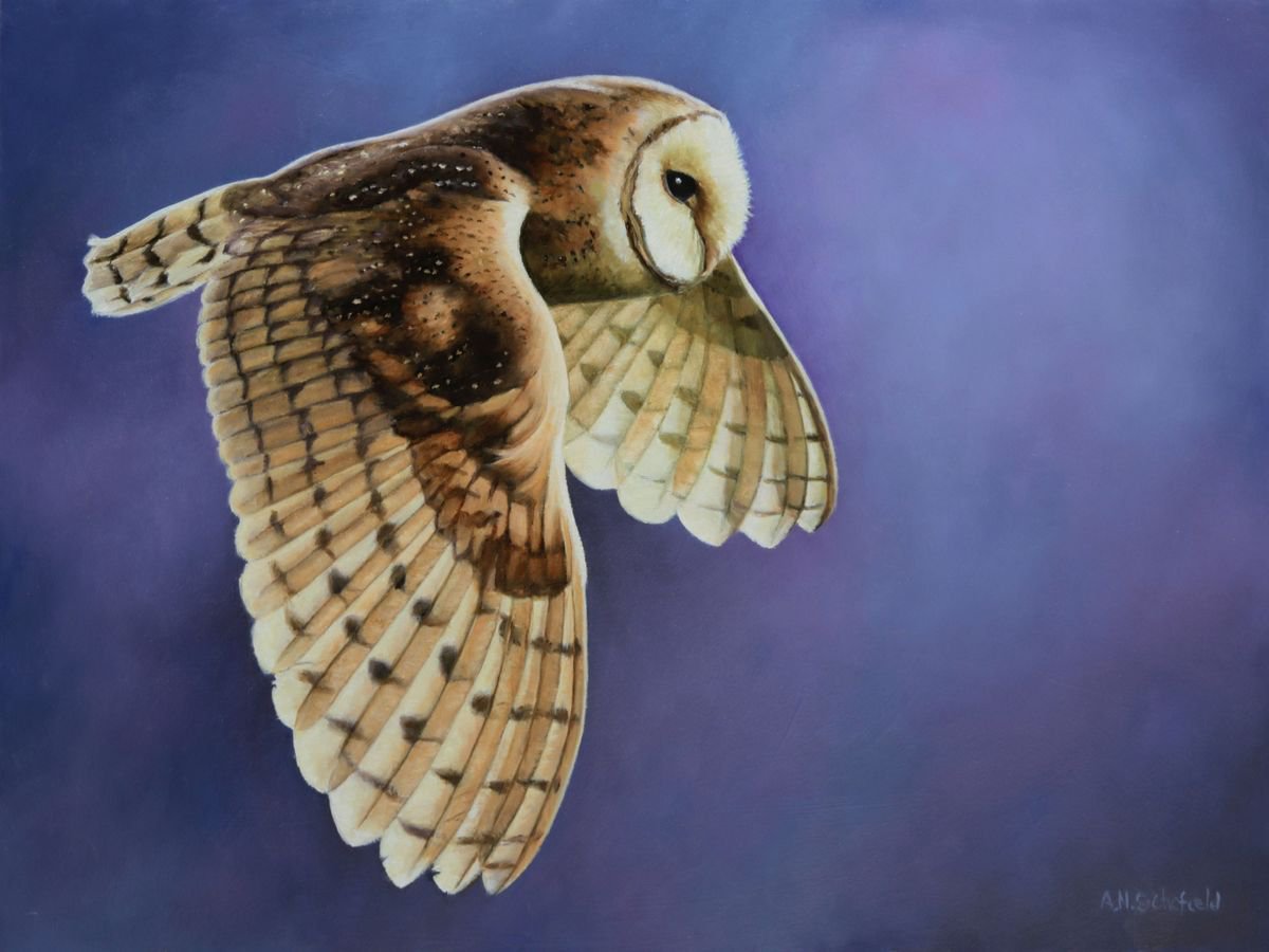 Barn Owl by Andrew Schofield