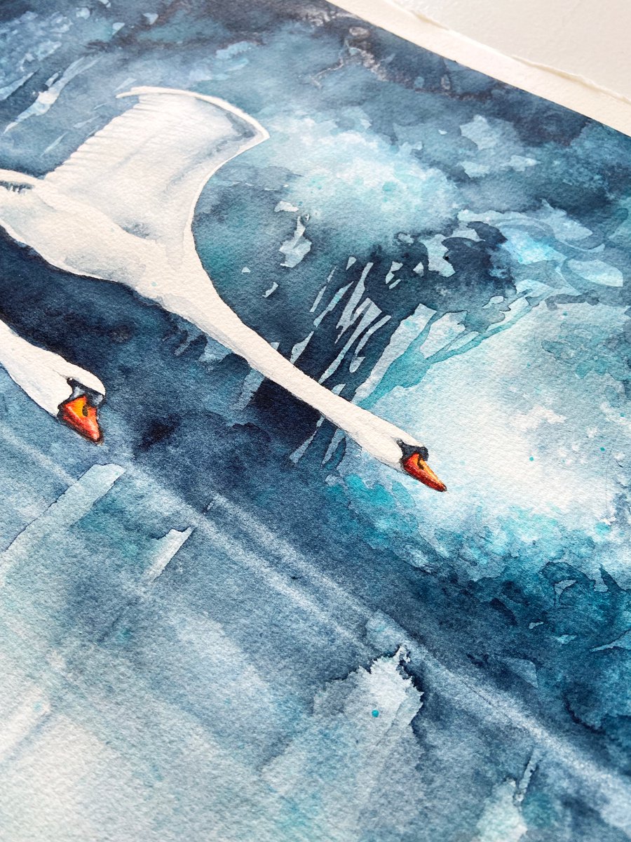 Flying mute swans, wildlife and birds watercolor by Karolina Kijak