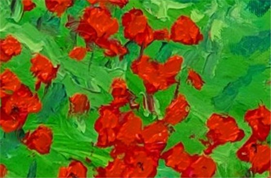 Wild poppies,  Pittenweem