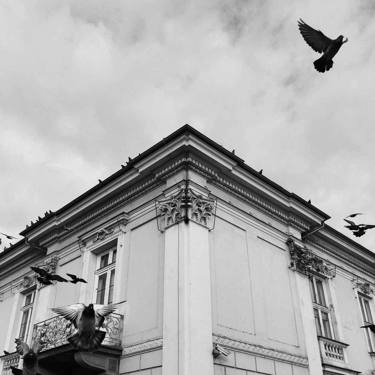 High Flying Bird, 14x14 Inches, CType, Unframed Photograph by Amadeus