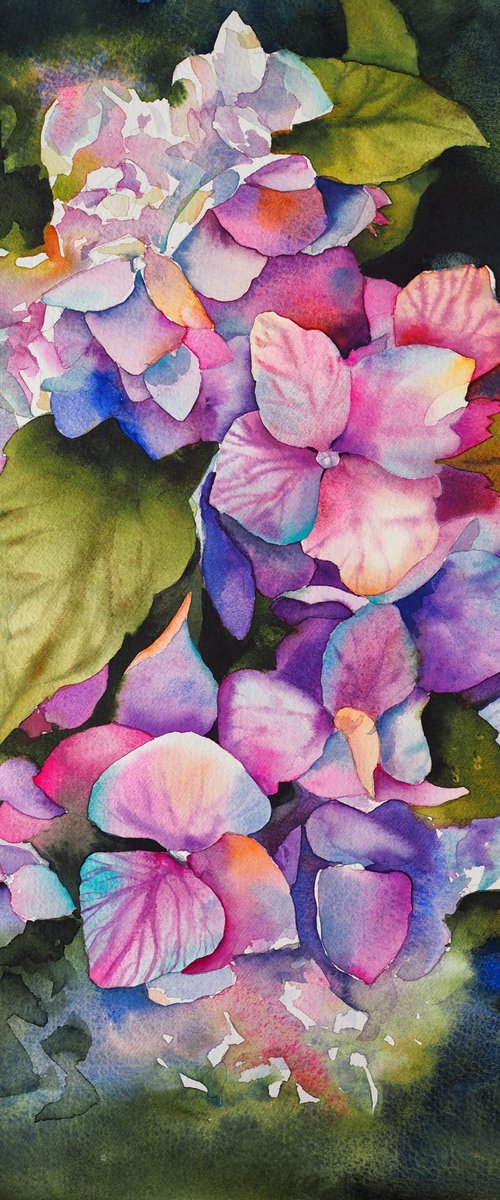 Hydrangea by Delnara El