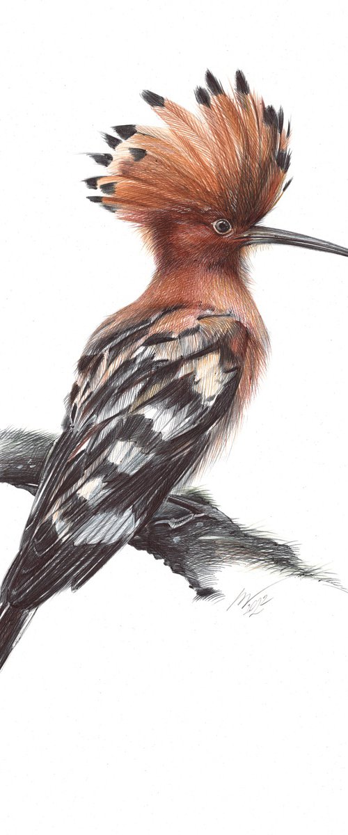 Eurasian Hoopoe by Daria Maier