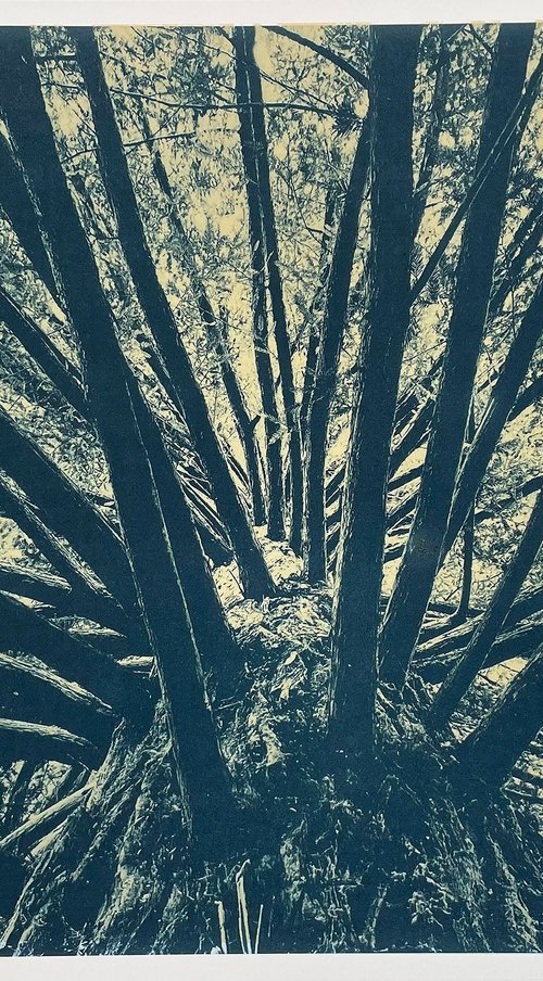Ladder Tree by Simon Lawson