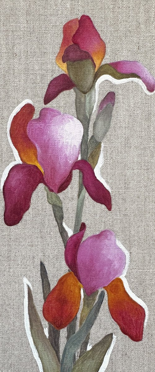 Pink Iris by Irina Anis