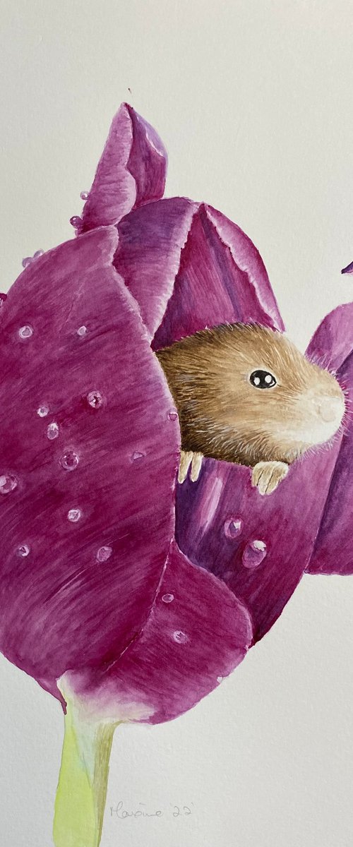 Harvest mouse in tulip by Maxine Taylor