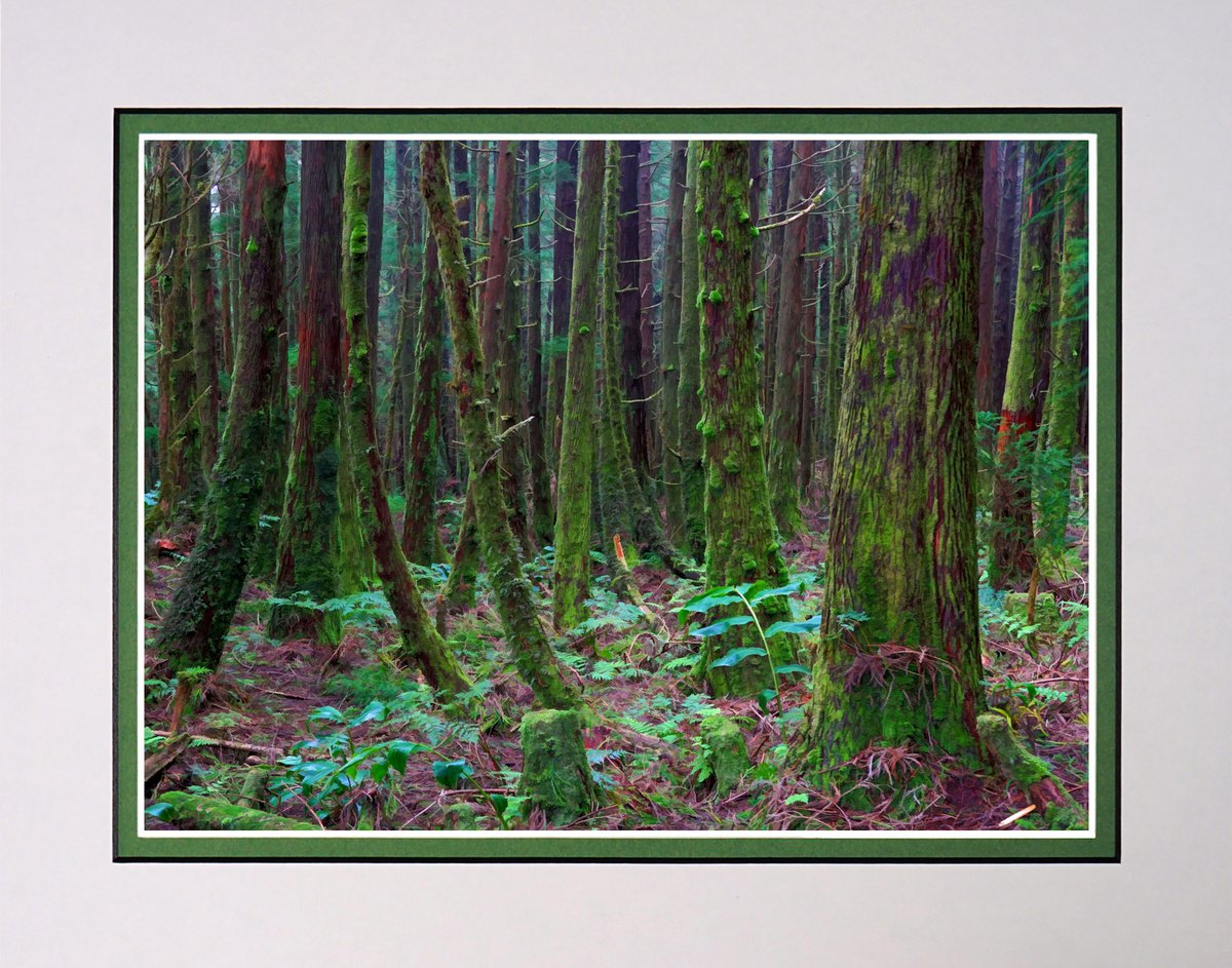 In the Forest by Robin Clarke