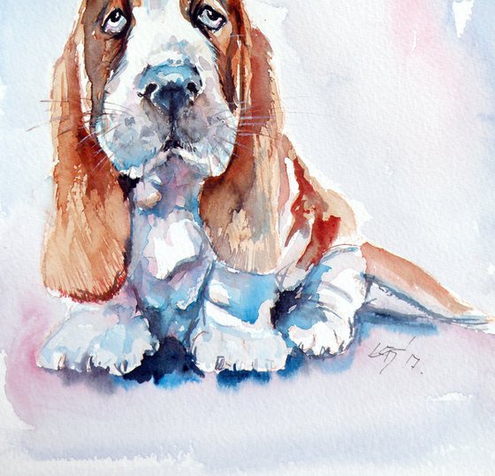 Basset hound puppy