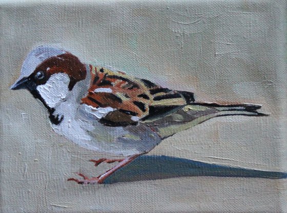 House  Sparrow #3