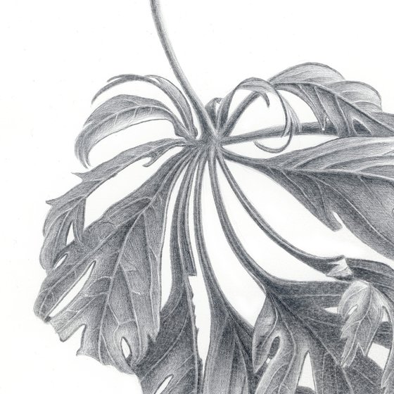 Maple Leaf Silverpoint