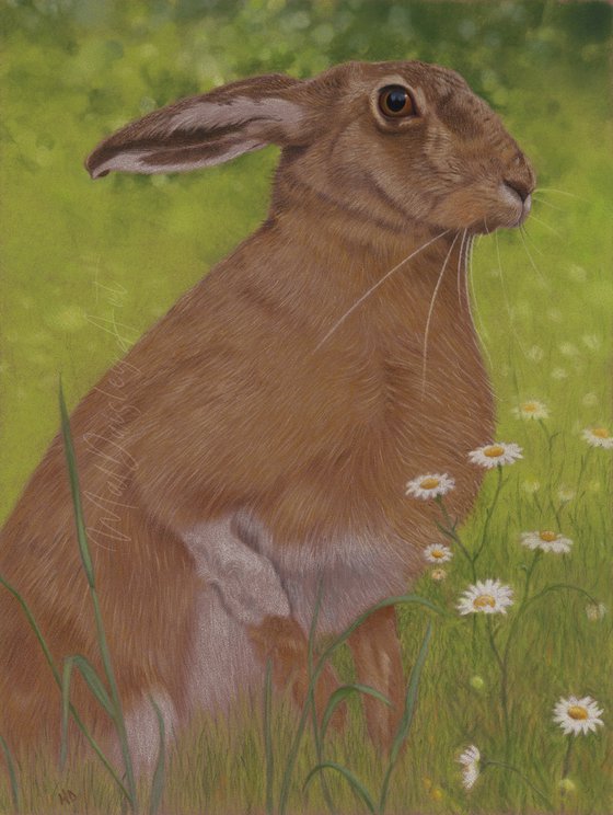 Hare Amongst the Daisies