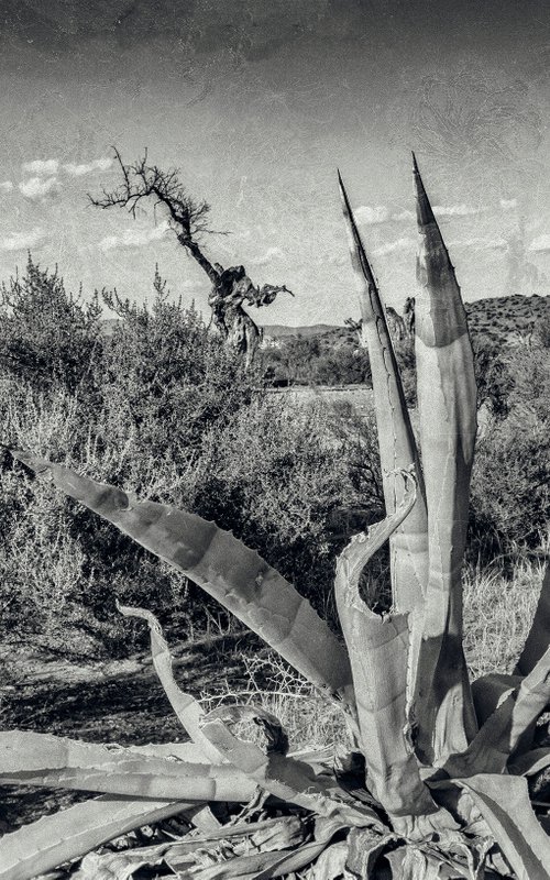 Paysage désertique au Cactus (Piezography) by Lionel Le Jeune