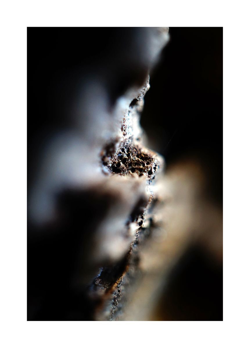Abstract Nature Photography 66 (LIMITED EDITION OF 15) by Richard Vloemans