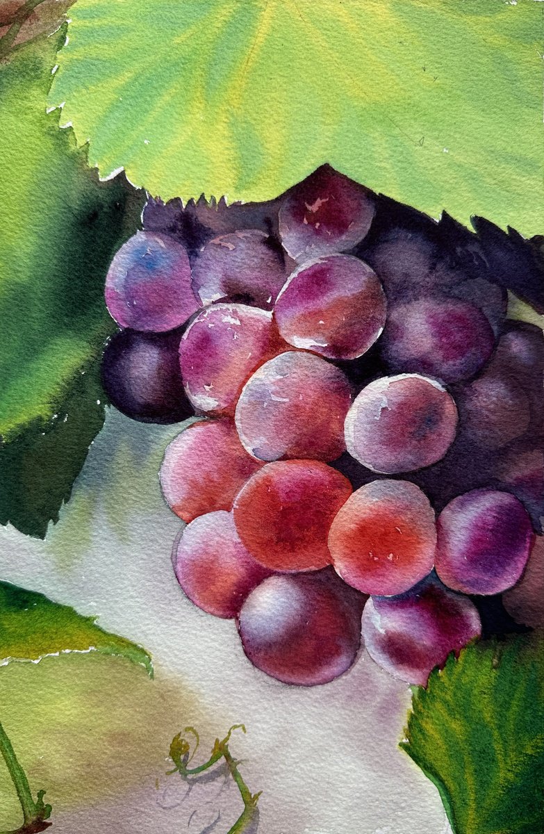 Impressionistic Watercolour , Juicy Grape By Oleksandra Padushyna, 7 X 11, Artwork For Sale On Artfinder