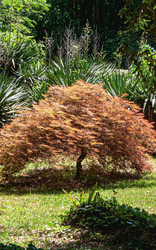 Palmate Japanese Maple by Bruno Paolo Benedetti