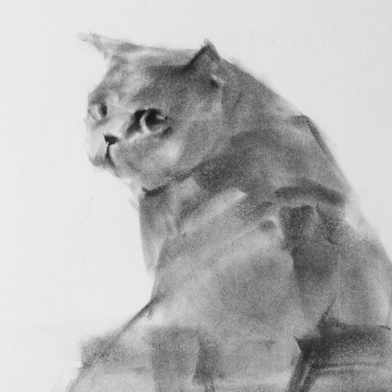 British shorthair 001