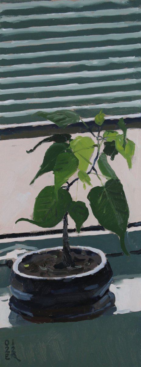 Ficus Under Window Light by Elliot Roworth