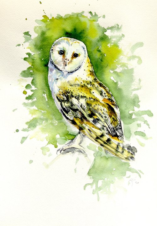 Majestic barn owl by Kovács Anna Brigitta
