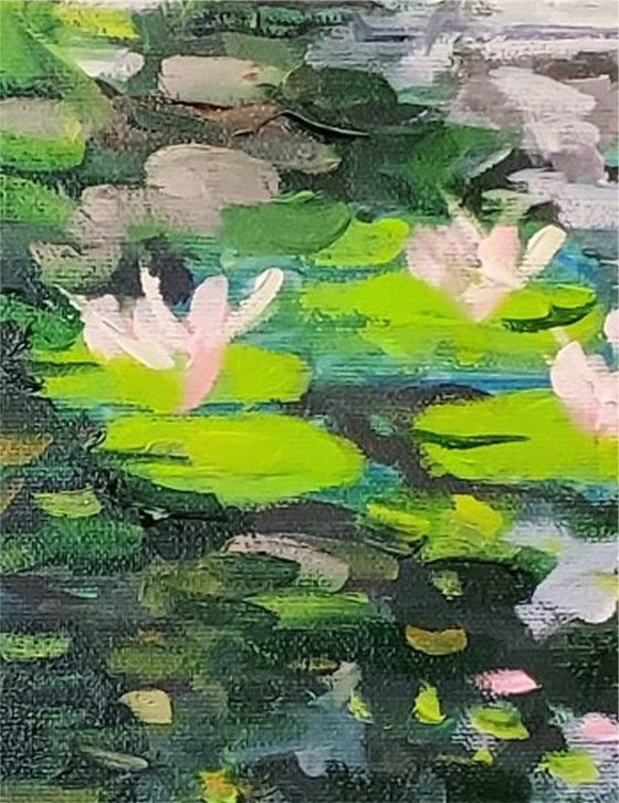 Waterlily pond