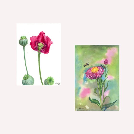 Red poppy and the strawflower