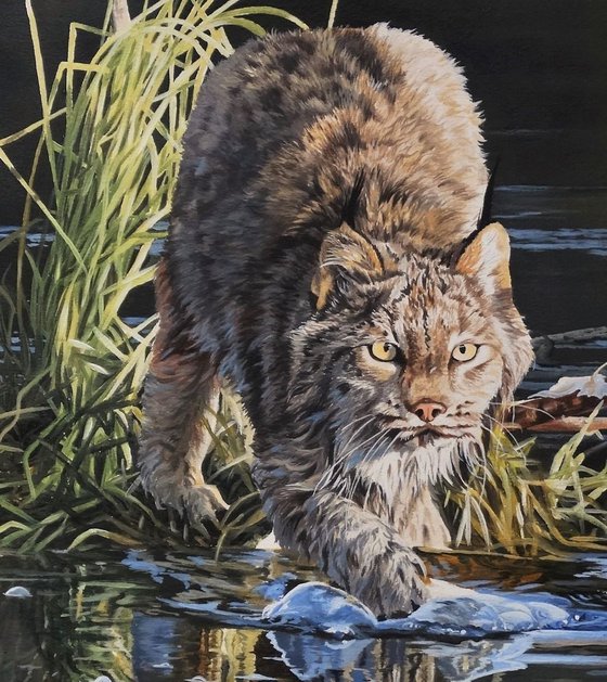 Lynx on the prowl