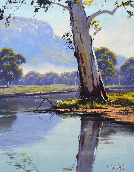 Australian river gum tree
