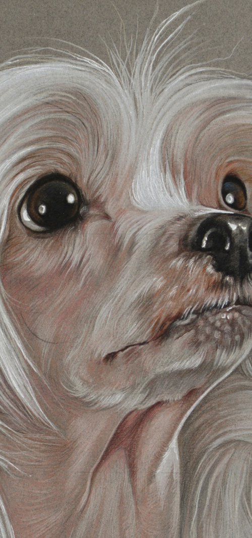 Pastel portrait Chinese Crested Dog by Olga Tsvetkova