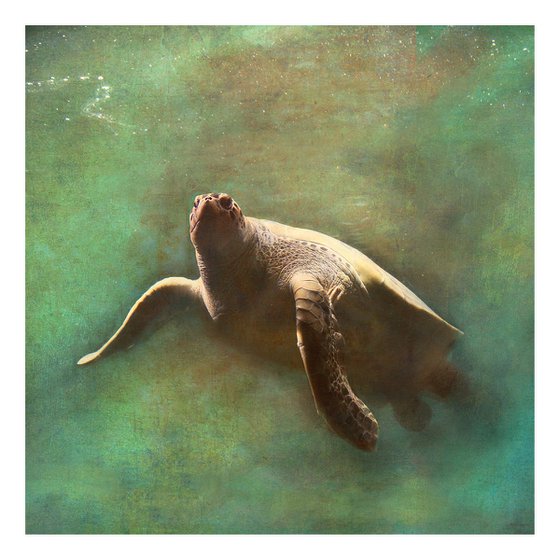 Composition Green and Sea Turtle (2 artworks)