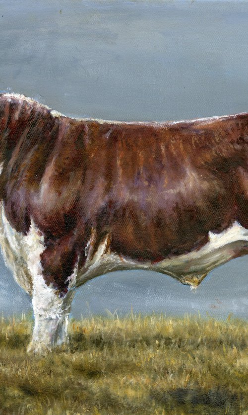 Hereford bull by Una Hurst