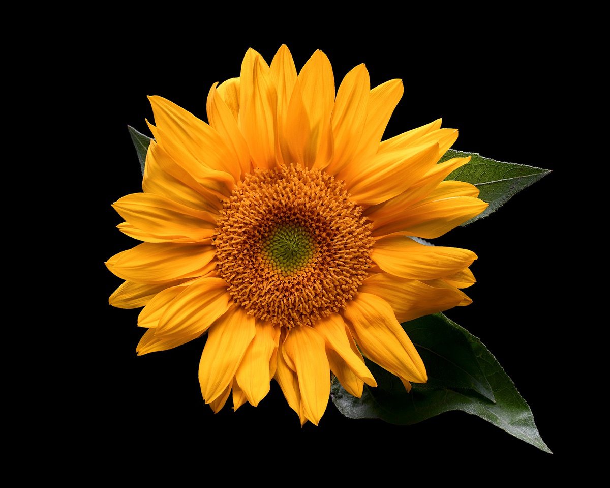 Photorealistic Photograph , Sunflower By Nadia Culph, 24 X 30, Artwork For Sale On Artfinder